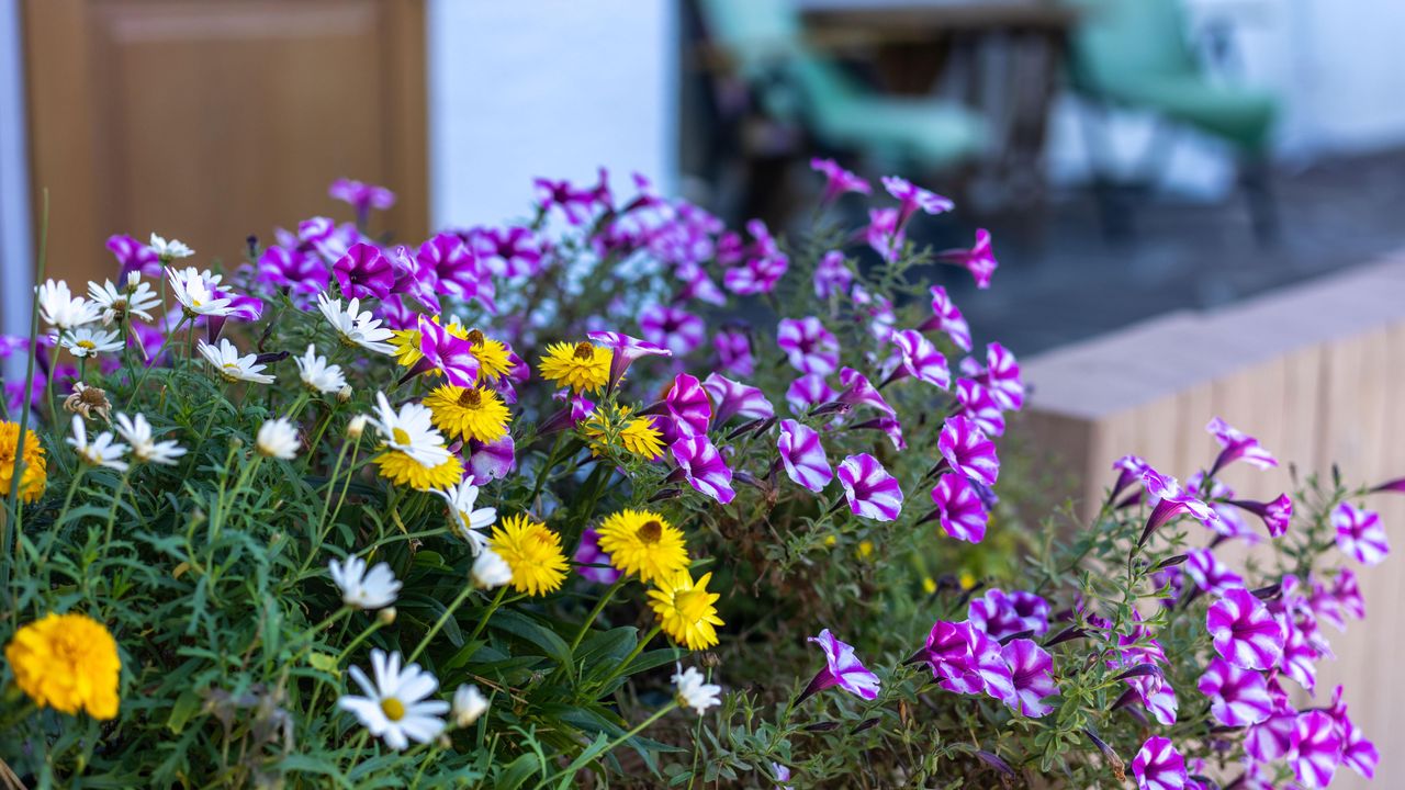 Sommerblumen Sommerblumen